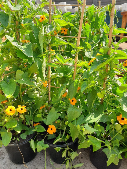 Thunbergia Alata on Trellis- 17cm