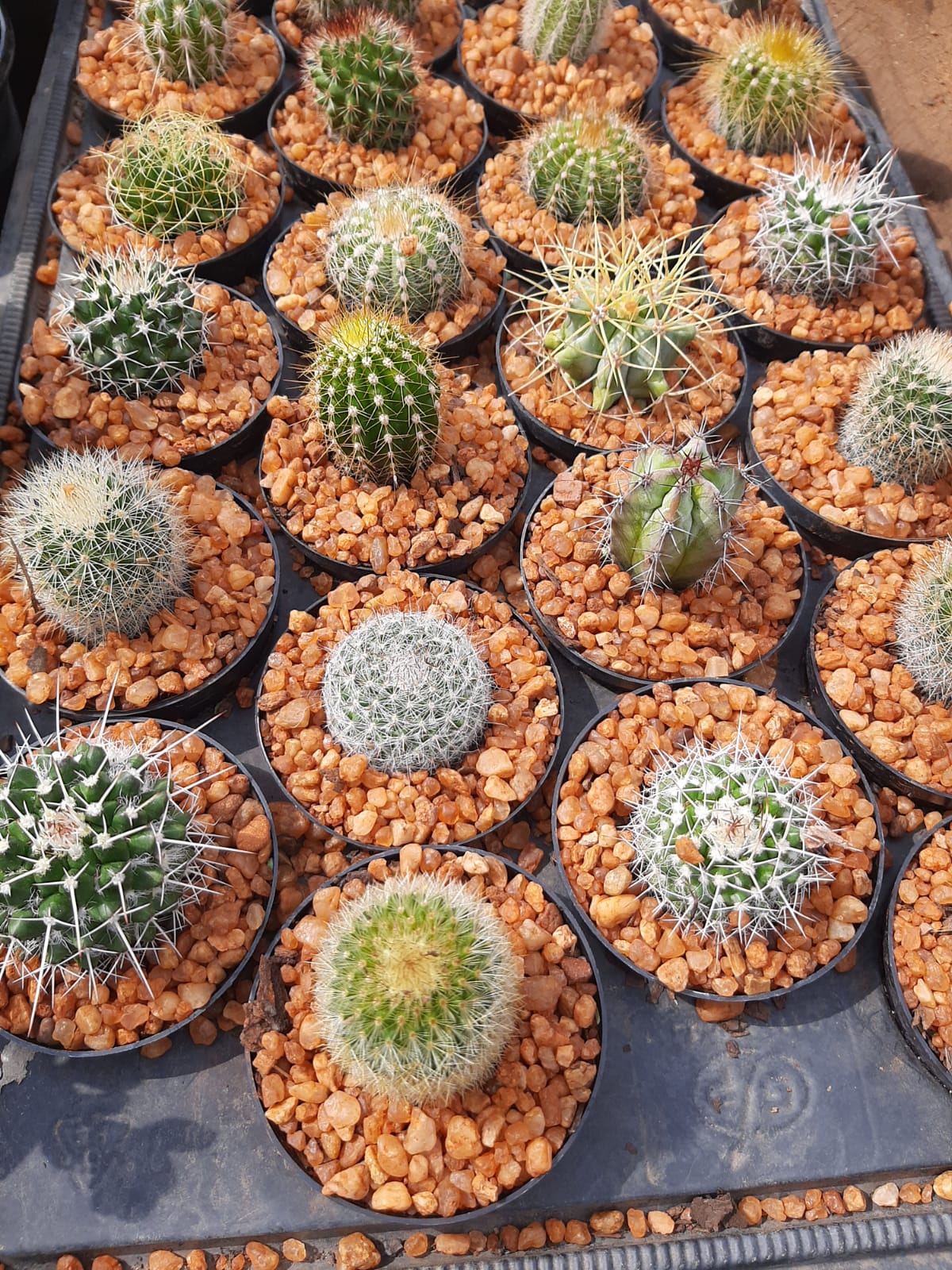 Assorted Cactus - 7.5cm