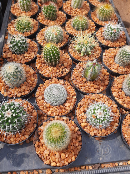 Assorted Cactus - 7.5cm
