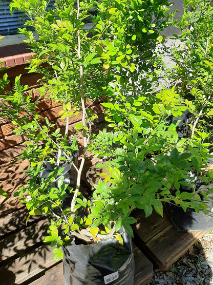 Murraya exotica 10lt