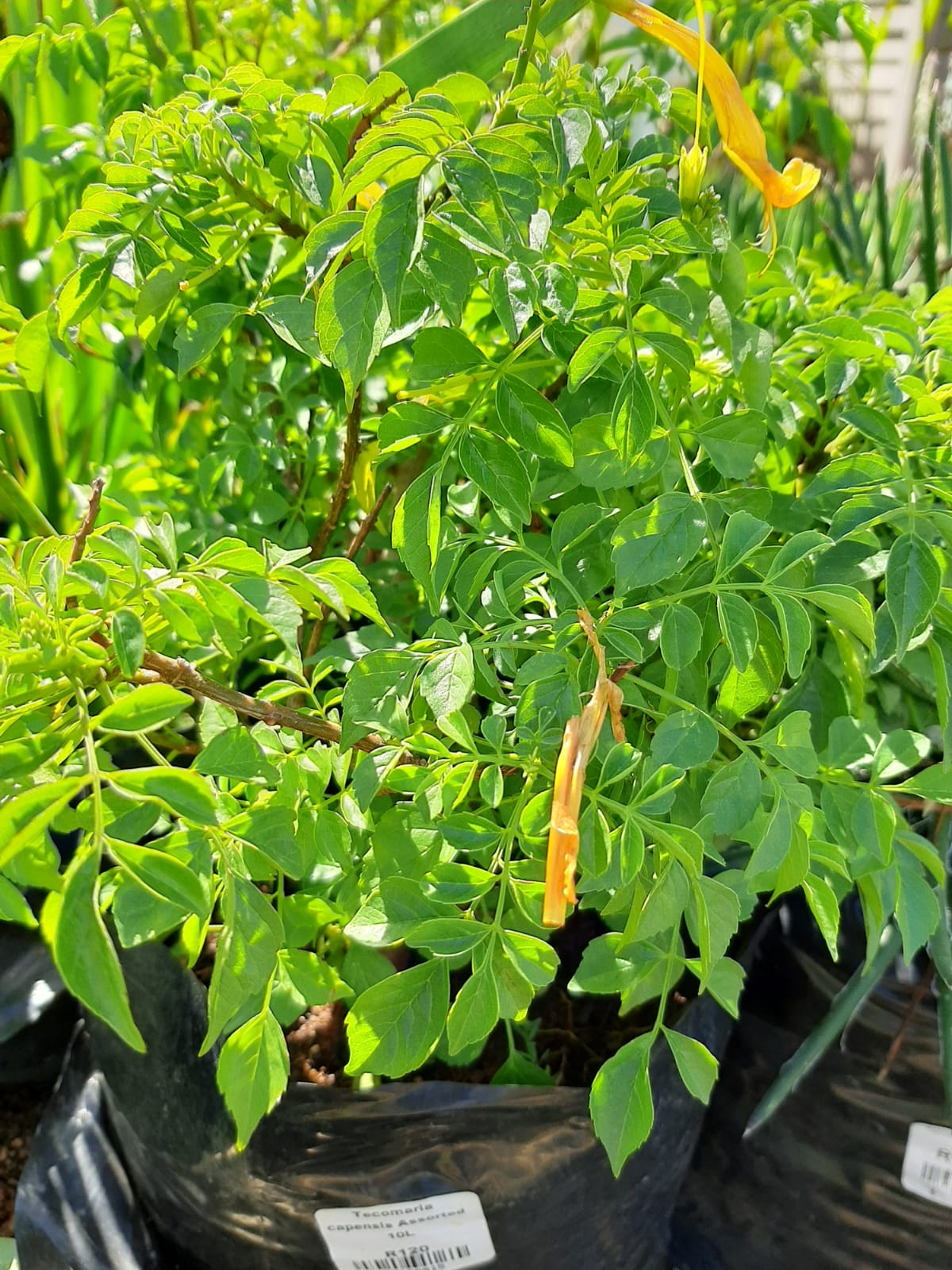 Tecomaria capensis Assorted 10L