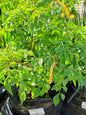 Tecomaria capensis Assorted 10L
