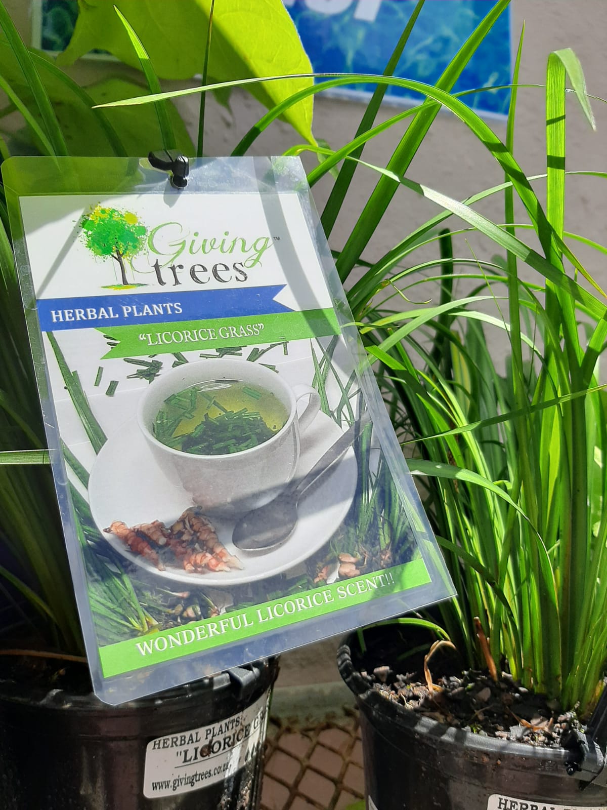 Herb - Licorice Grass 15cm