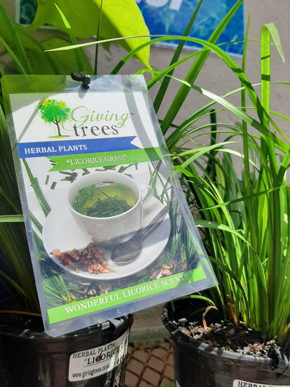 Herb - Licorice Grass 15cm