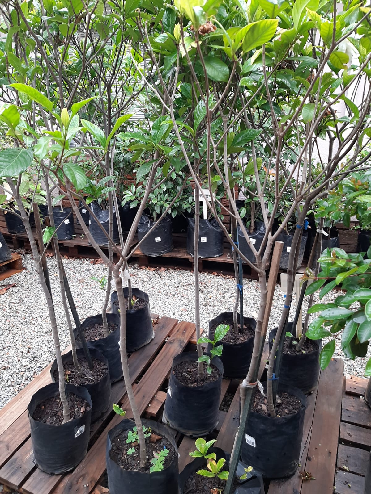 Gardenia Belmont Tall Std - 10L
