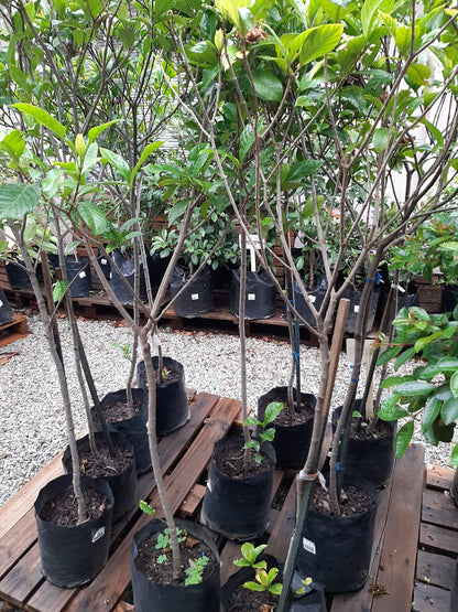 Gardenia Belmont Tall Std - 10L