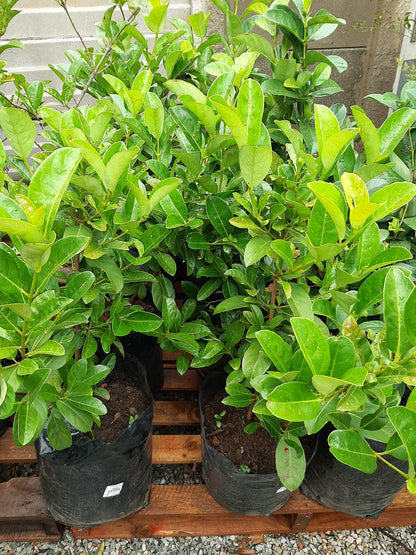 Viburnum Sinensis - 20L