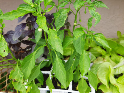Cayenne Hot Pepper - 6 Pack Seedling Tray