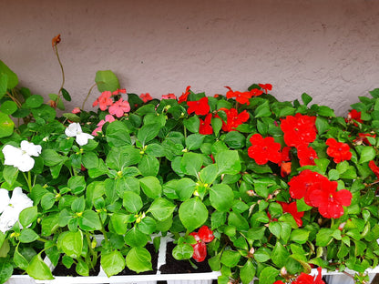 Impatiens 6 pack Seedling Tray