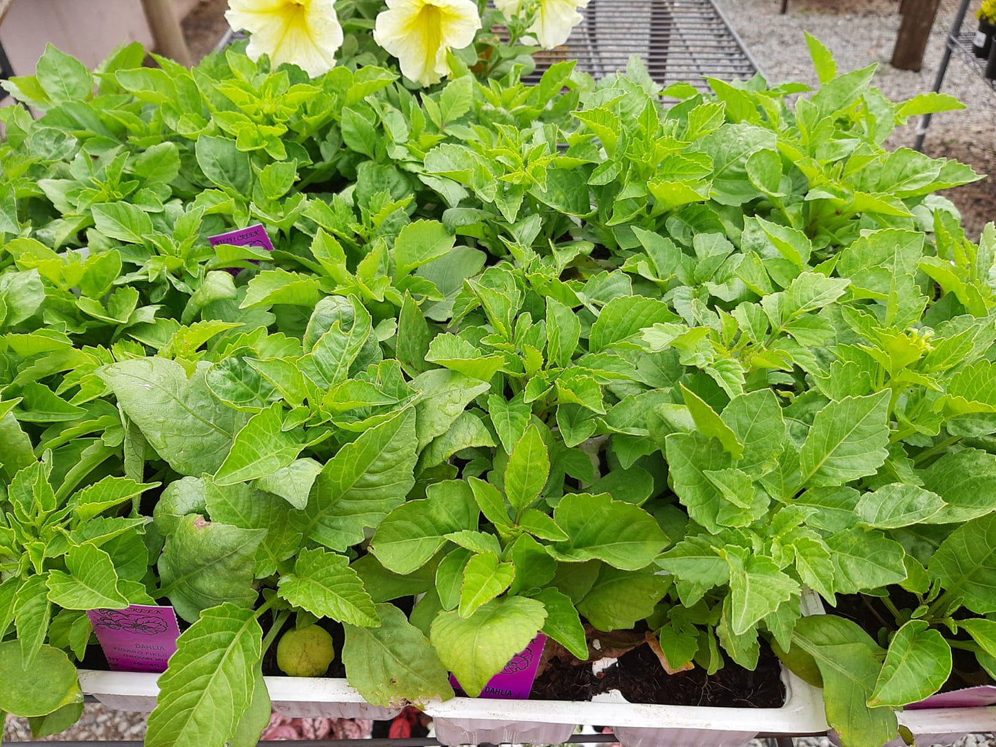 Dahlia 6 Pack Seedling Tray