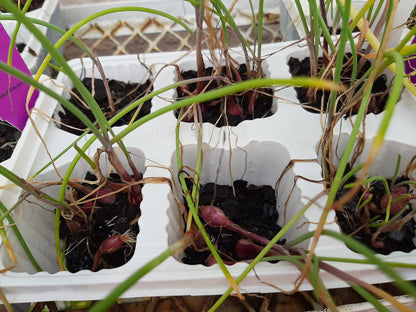 Red Onion Creoli 6 Pack Seedling Tray