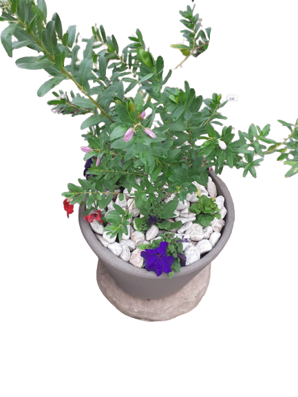 Velvet Cancun Pot with Polygala