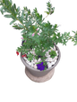 Velvet Cancun Pot with Polygala