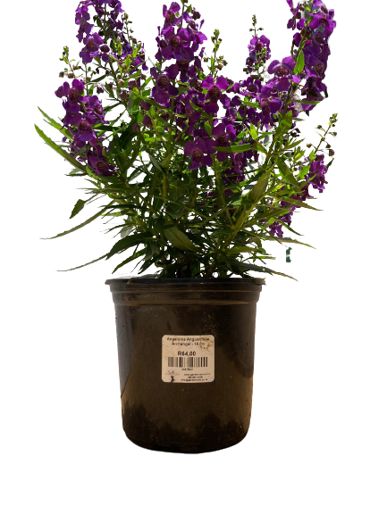 Angelonia Angustifolia 'Archangel' - Mix