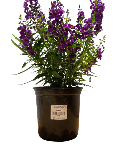 Angelonia Angustifolia 'Archangel' - Mix