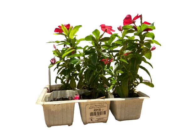 Vinca Minor 6 Pack Seedling Tray (Various Colours)