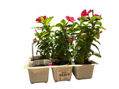 Vinca Minor 6 Pack Seedling Tray (Various Colours)