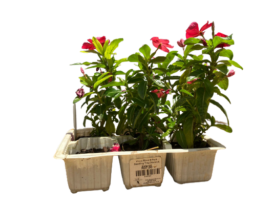Vinca Minor 6 Pack Seedling Tray (Various Colours)