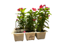 Vinca Minor 6 Pack Seedling Tray (Various Colours)