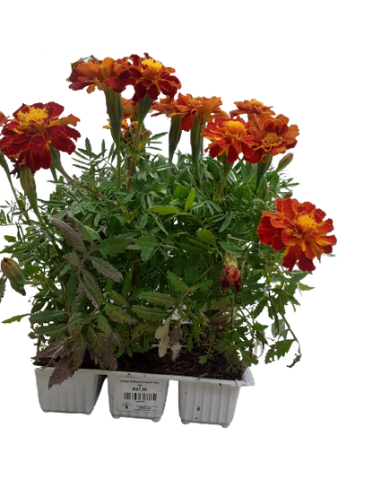 Marigold 6 Pack Seedling Tray
