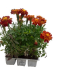 Marigold 6 Pack Seedling Tray