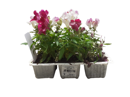 Anterrhinum (Snapdragon) 6 Pack Seedling Tray