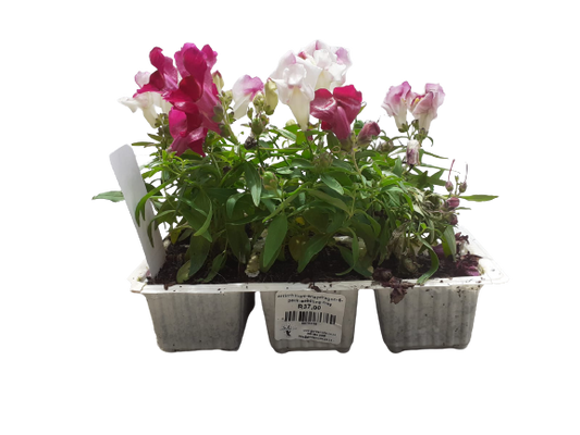 Anterrhinum (Snapdragon) 6 Pack Seedling Tray