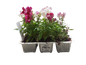 Anterrhinum (Snapdragon) 6 Pack Seedling Tray