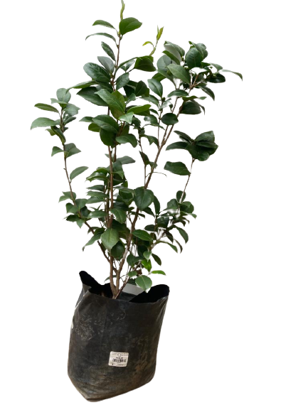 Camellia Japonica Various Colors - 10L