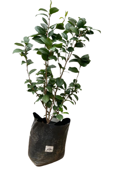 Camellia Japonica Various Colors - 10L