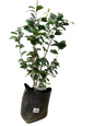 Camellia Japonica Various Colors - 10L