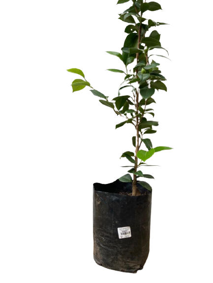 Camellia Japonica Various Colors - 10L