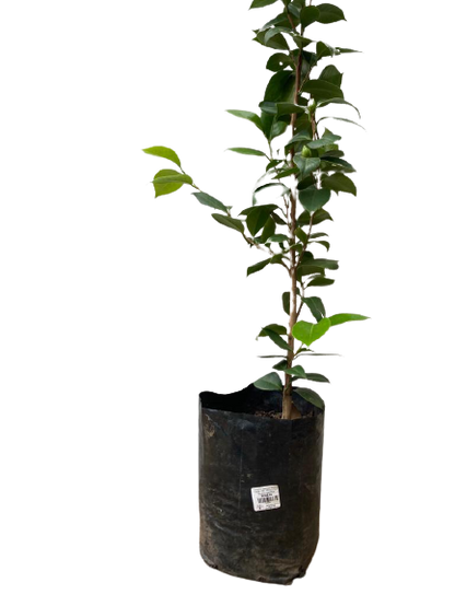 Camellia Japonica Various Colors - 10L