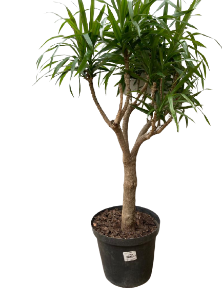 Dracaena Angazi/Jamaica - 25cm