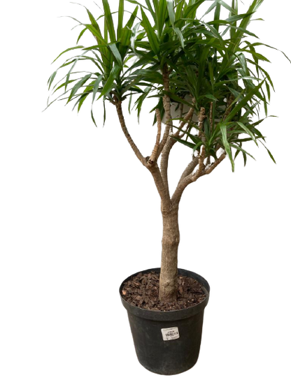 Dracaena Angazi/Jamaica - 25cm