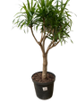 Dracaena Angazi/Jamaica - 25cm