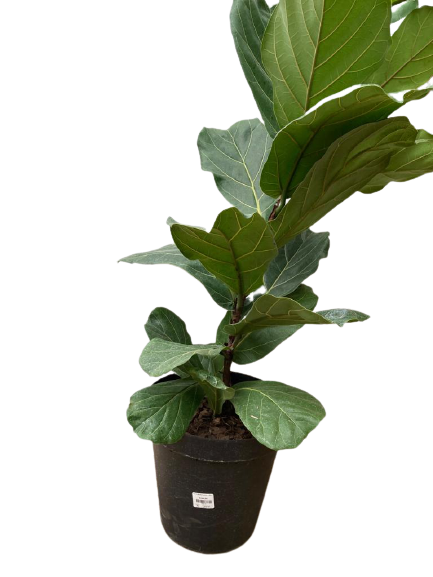 Ficus Bushy Lyrata - 16.5cm