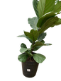 Ficus Bushy Lyrata - 16.5cm