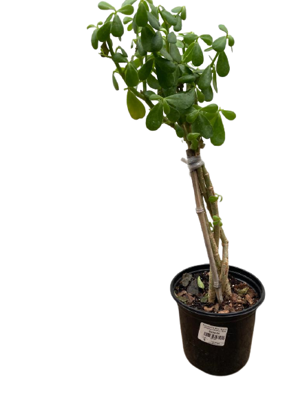 Portulacaria Afra - Braided (Elephant Bush) - 15cm