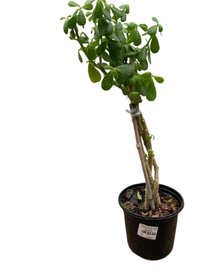 Portulacaria Afra - Braided (Elephant Bush) - 15cm