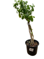 Portulacaria Afra - Braided (Elephant Bush) - 15cm