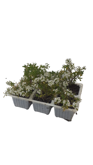 Allysum 6 Pack Seedling Tray (Various Colours)