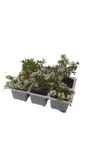 Allysum 6 Pack Seedling Tray (Various Colours)