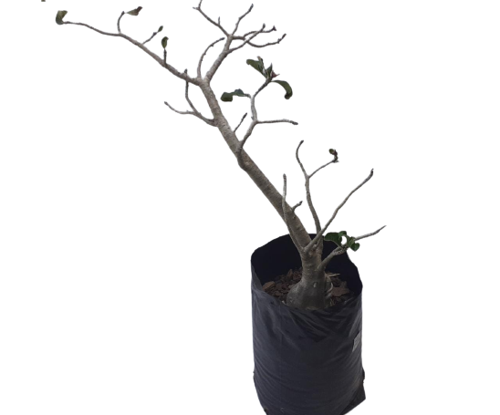 Adenium Obesum var. Multiflorum - Impala Lily 20L