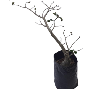 Adenium Obesum var. Multiflorum - Impala Lily 20L