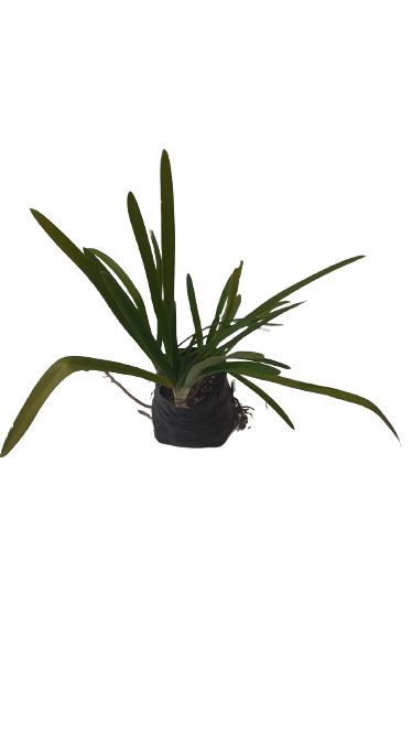 Agapanthus Blue Giant - 4L