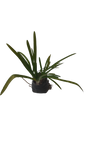 Agapanthus Blue Giant - 4L
