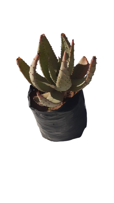 Aloe Aculeata - 10L