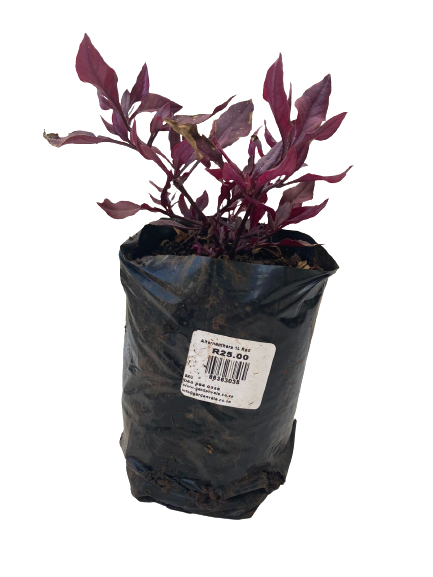 Alternanthera Purple Prince - 3L