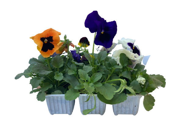 Pansy - 6 Pack Seedling Tray